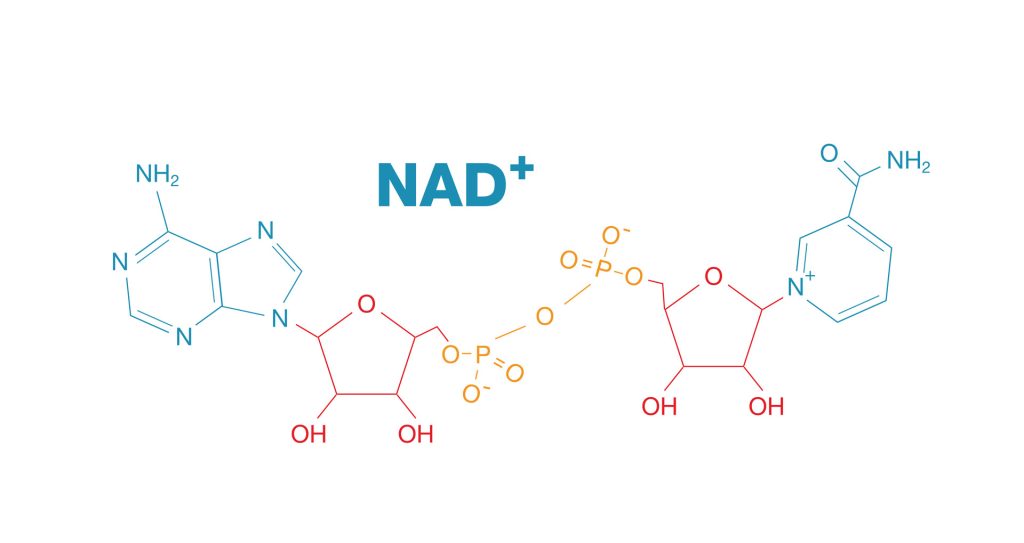 NAD+ molecular structure diagram