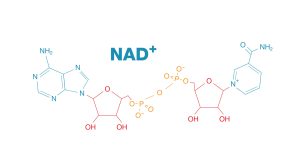 NAD+ molecular structure diagram
