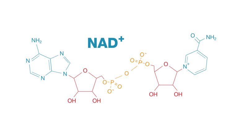 NAD+ molecular structure diagram